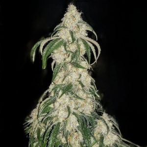 Big Fat n’ Fruity R1 From Ethos Genetics Feminized Seeds