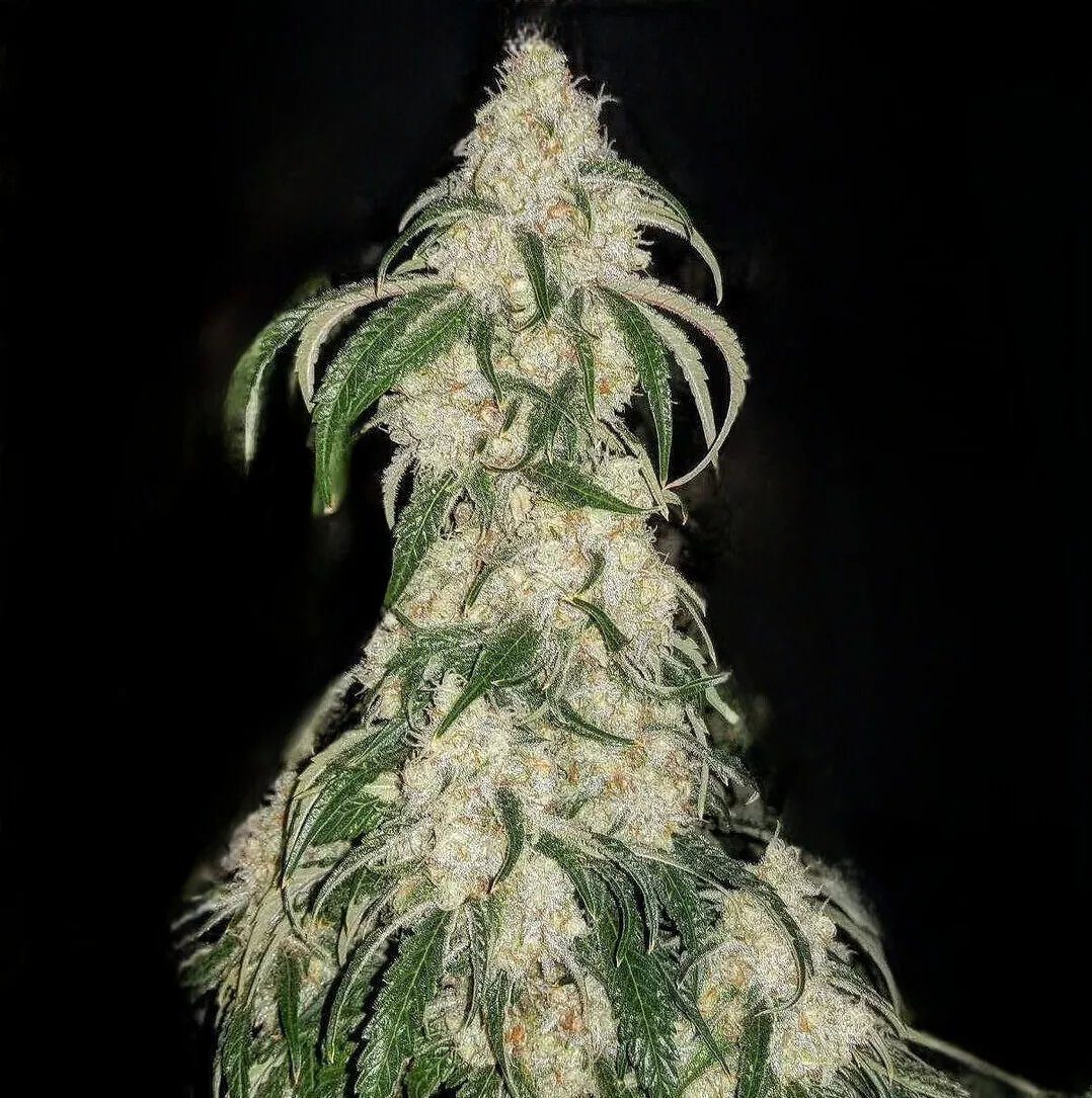 Big Fat n’ Fruity R1 From Ethos Genetics Feminized Seeds