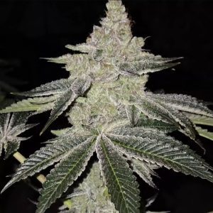 Chama R1 from Ethos Genetics Feminized Seeds