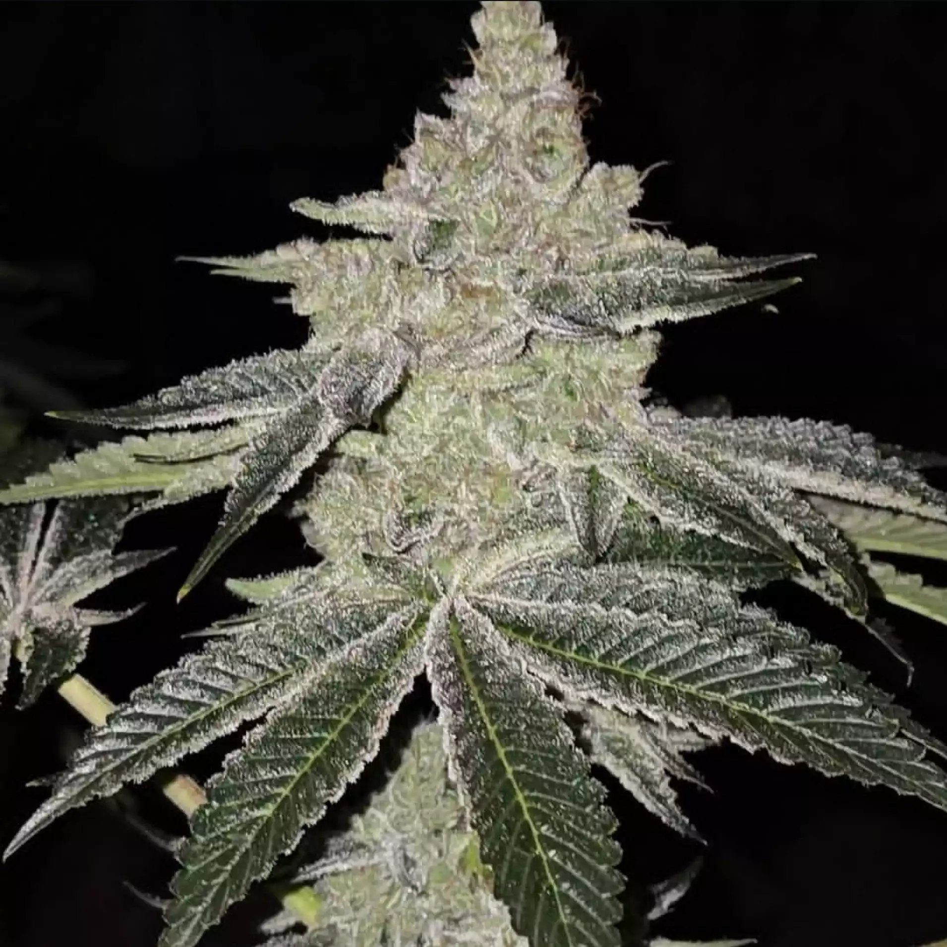 Chama R1 from Ethos Genetics Feminized Seeds