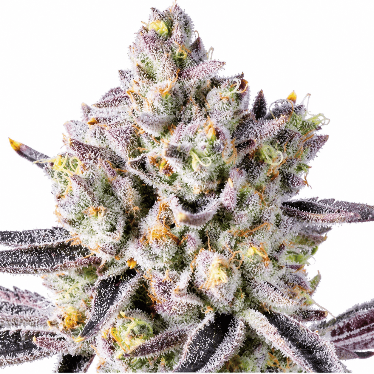 Bucket List from LIT Farms Feminized seeds