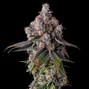 Graines de Cannabis Féminisées Collection Premium