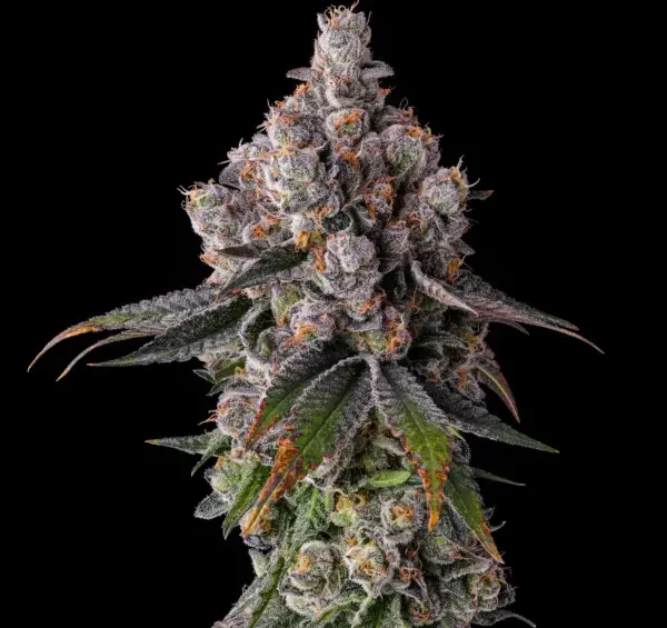 Candy Pavé Feminized Seeds by Compound Genetics
