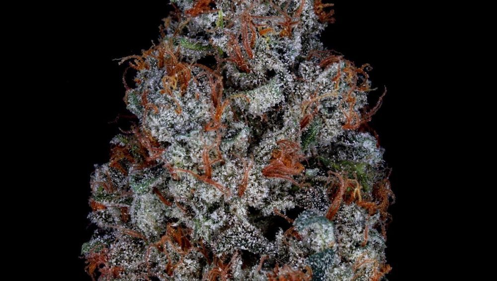 Wedding Cake F4 Regular Seeds By Seed Junky Genetics