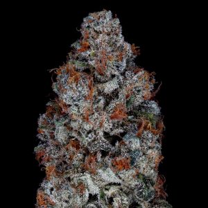 Wedding Cake F4 Regular Seeds By Seed Junky Genetics