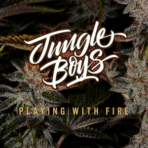 Jungle Boys Regular Cannabis Seeds For Sale in Europe