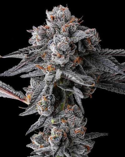 Crusher Claw feminized Cannabis Seeds By Cipher Genetics