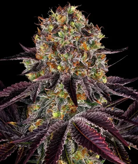 Barney’s Farm Cali Seeds