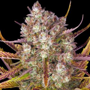 Dos Si Dos Auto by Barney's Farm