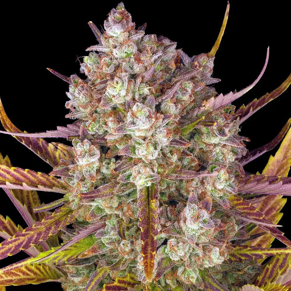 Dos Si Dos Auto by Barney's Farm