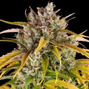 LSD Auto by Barney's Farm [Restocked]