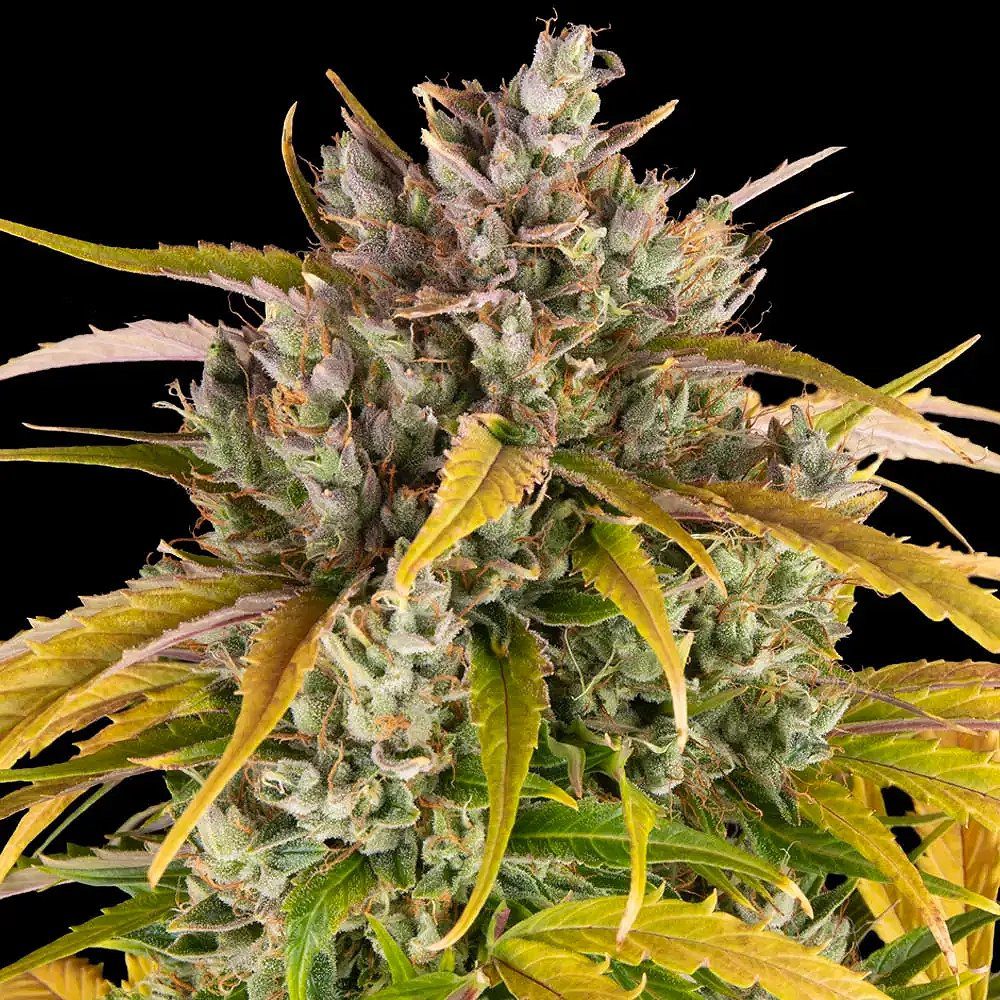 LSD Auto by Barney's Farm [Restocked]