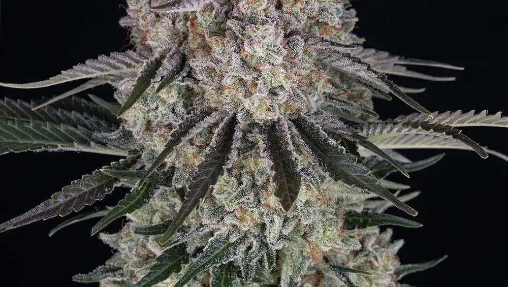 Order cannabis seeds internationally