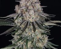 Order cannabis seeds internationally