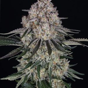 Sour Diesel Auto by Barney's Farm