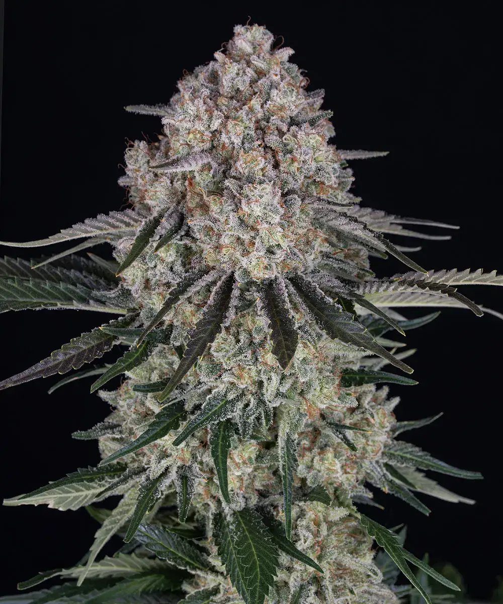 Sour Diesel Auto by Barney's Farm