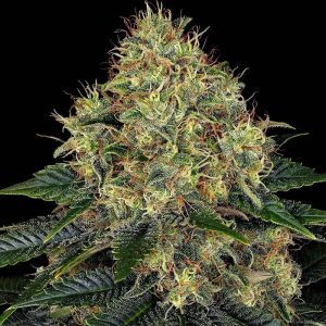 Skywalker OG Auto by Barney's Farm