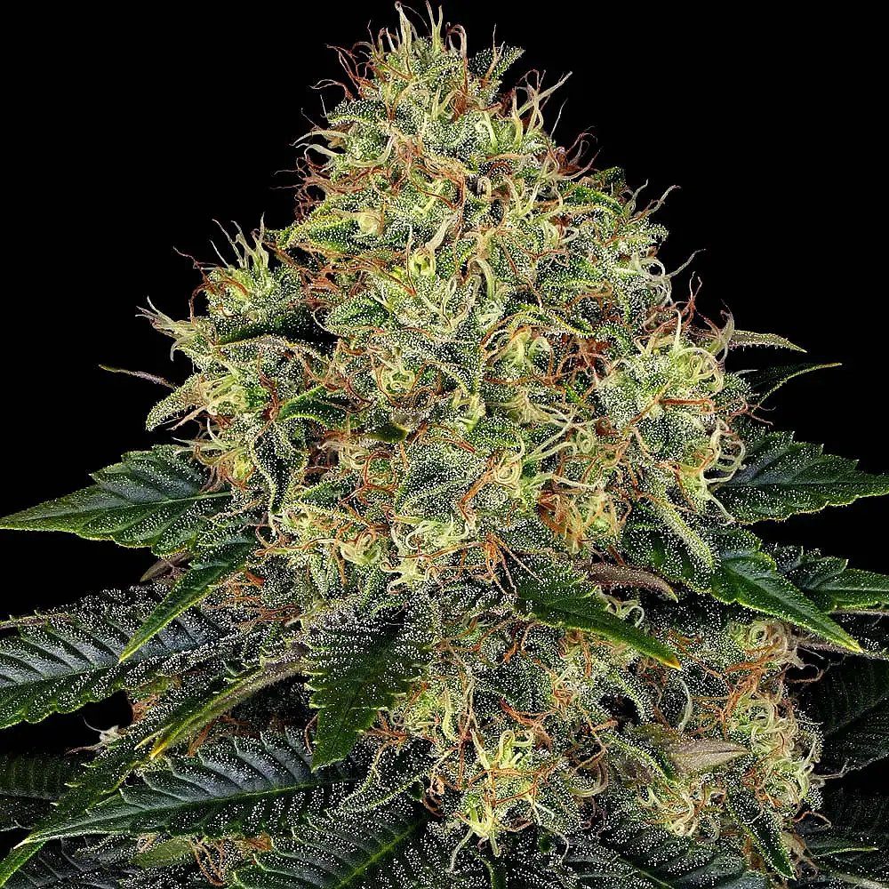 Skywalker OG Auto by Barney's Farm
