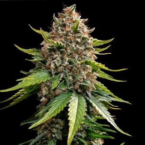 White Widow XXL Auto by Barney's Farm