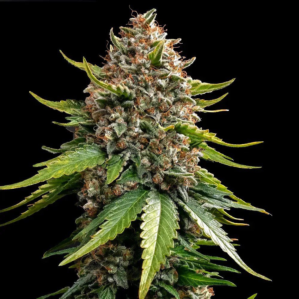 White Widow XXL Auto by Barney's Farm