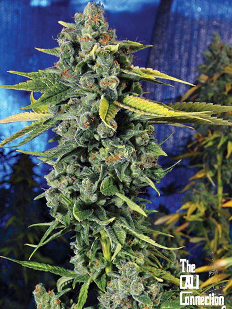 Blue Dream Haze (F)
by The Cali Connection