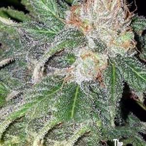 Green Crack (F)
by The Cali Connection