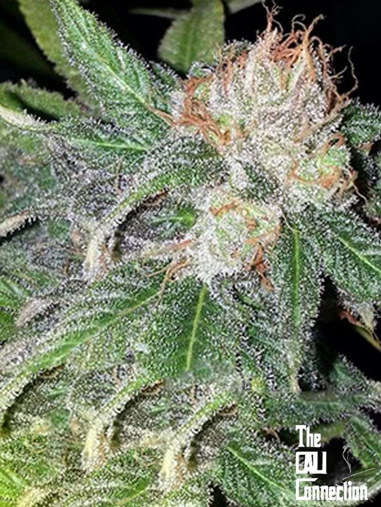 Green Crack (F)
by The Cali Connection