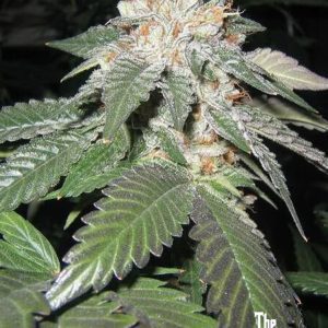 Julius Caesar (F)
by The Cali Connection