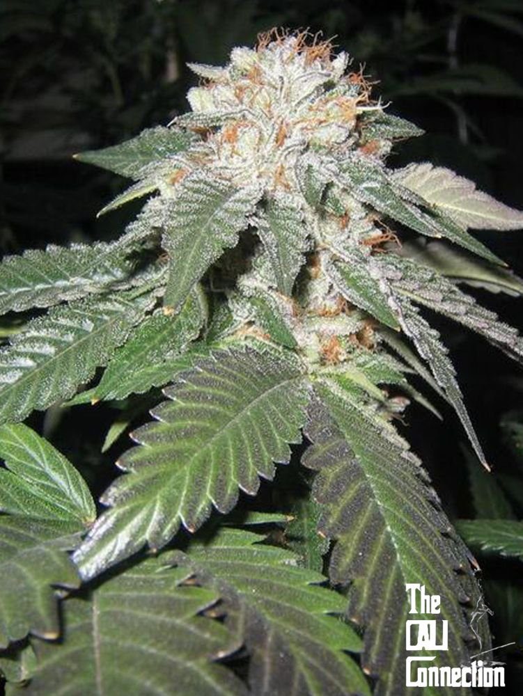 Julius Caesar (F)
by The Cali Connection