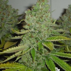 SFV OG KUSH (F)
by The Cali Connection