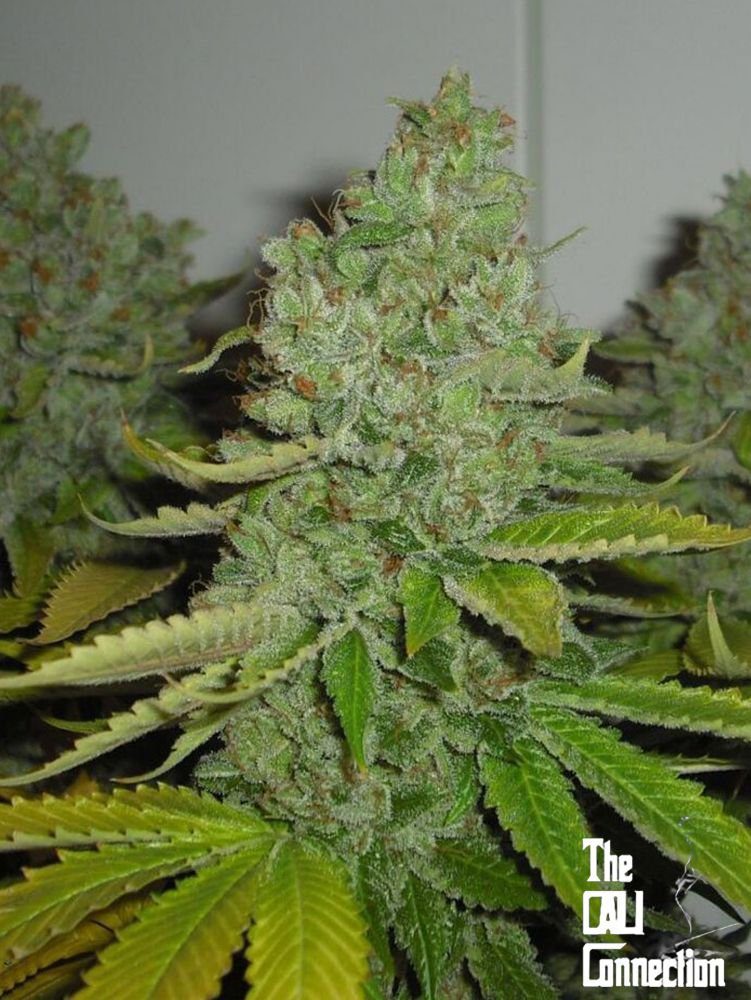 SFV OG KUSH (F)
by The Cali Connection