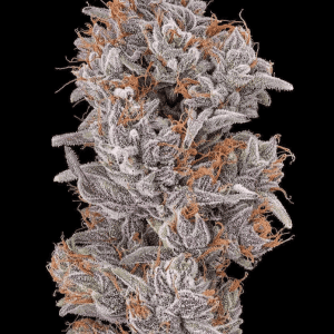 Strawberry Delight (F)
by The Cali Connection