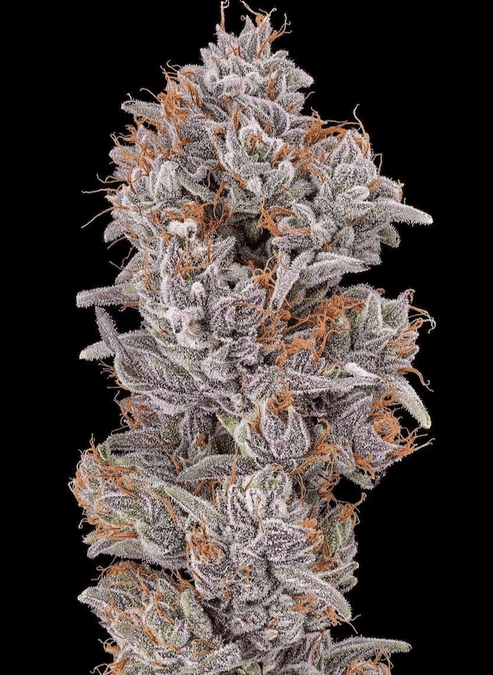 Strawberry Delight (F)
by The Cali Connection