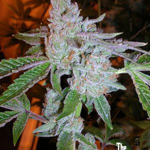 Tahoe OG Kush (F)
by The Cali Connection