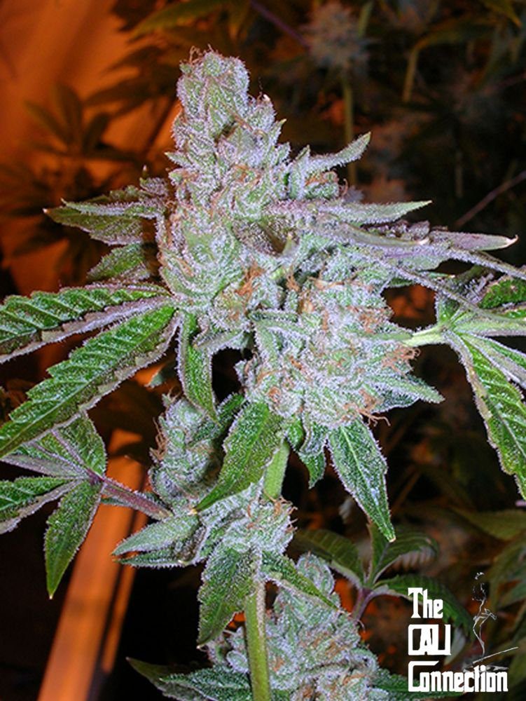 Tahoe OG Kush (F)
by The Cali Connection