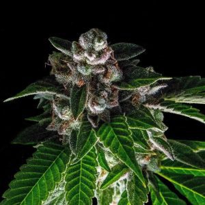 Bakers Delight (F)
by DNA Genetics