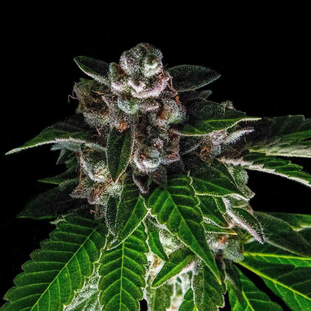 Bakers Delight (F)
by DNA Genetics