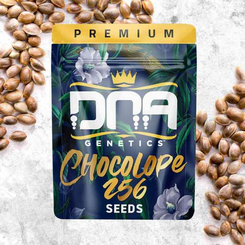 Chocolope 256 (R)
by DNA Genetics