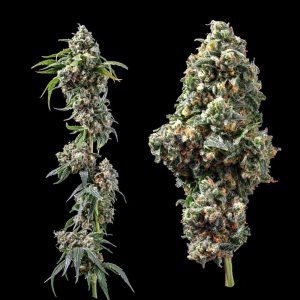 Chocolope (F)
by DNA Genetics
