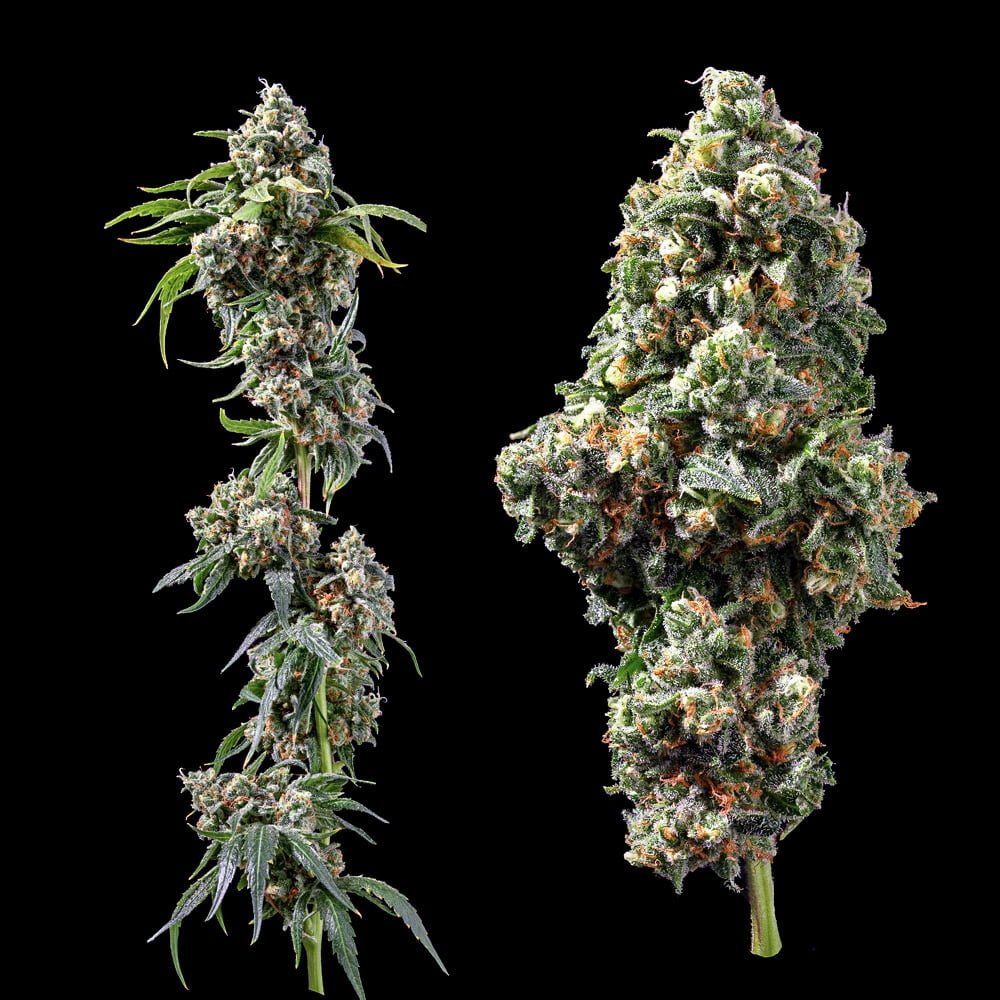 Chocolope (F)
by DNA Genetics