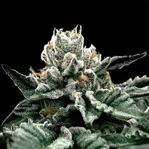 GG4 (F)
by DNA Genetics
