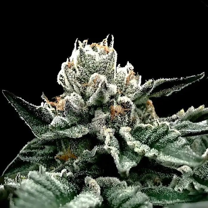 GG4 (F)
by DNA Genetics