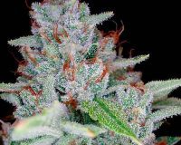 DNA Genetics Photoperiod Cannabis Feminized Seeds