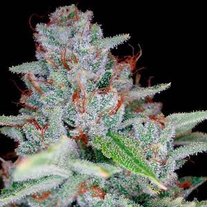 DNA Genetics Photoperiod Cannabis Feminized Seeds