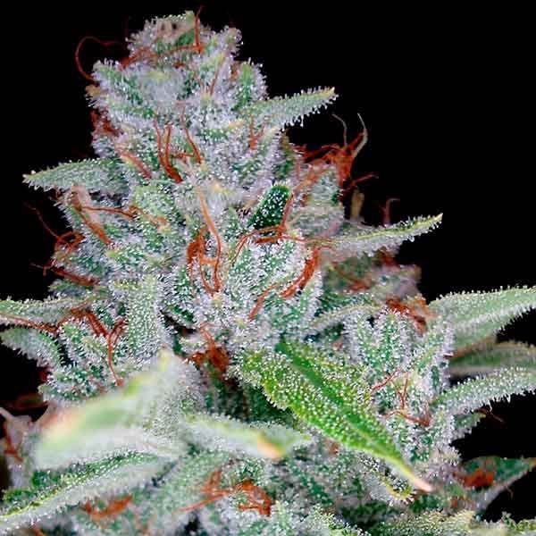 DNA Genetics Photoperiod Cannabis Feminized Seeds