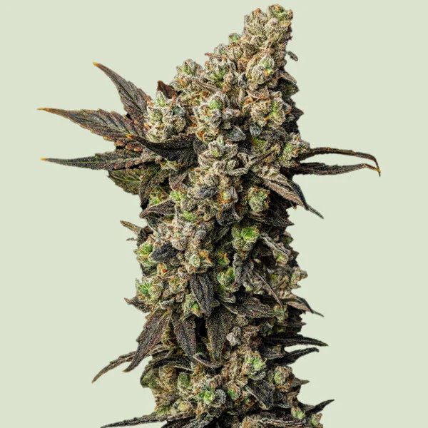 Astro Lemonade F1 (F)
by Royal Queen Seeds