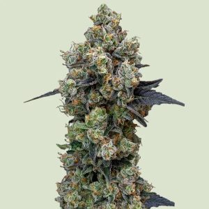 Orbital Banana F1 (F)
by Royal Queen Seeds