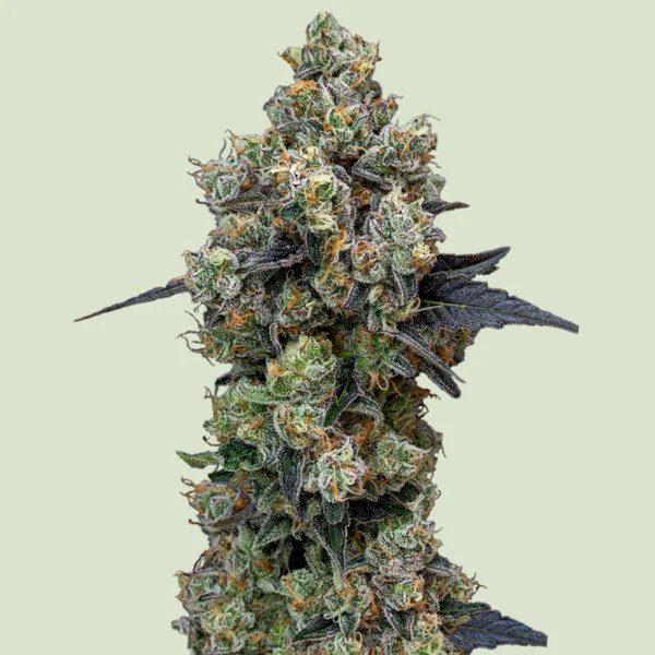 Orbital Banana F1 (F)
by Royal Queen Seeds