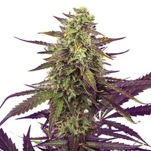 Cereal Milk (F)
by Royal Queen Seeds