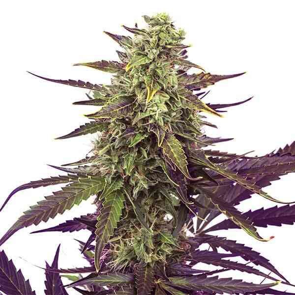 Cereal Milk (F)
by Royal Queen Seeds